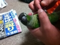 [Conure][ウロコインコ]