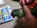 [Conure][ウロコインコ]