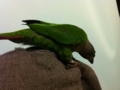 [Conure][ウロコインコ]