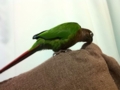 [Conure][ウロコインコ]