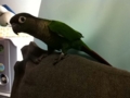 [Conure][ウロコインコ]