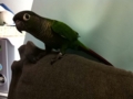 [Conure][ウロコインコ]