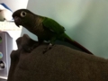 [Conure][ウロコインコ]
