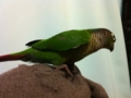 [Conure][ウロコインコ]