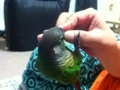 [Conure][ウロコインコ]