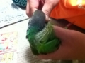 [Conure][ウロコインコ]