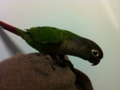 [Conure][ウロコインコ]