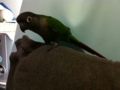 [Conure][ウロコインコ]