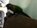 [Conure][ウロコインコ]