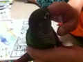 [Conure][ウロコインコ]