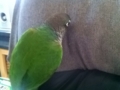 [Conure][ウロコインコ]