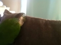 [Conure][ウロコインコ]