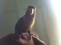 [Conure][ウロコインコ]