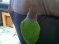 [Conure][ウロコインコ]