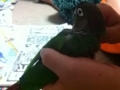 [Conure][ウロコインコ]