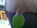 [Conure][ウロコインコ]
