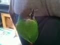 [Conure][ウロコインコ]