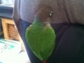 [Conure][ウロコインコ]