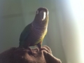 [Conure][ウロコインコ]