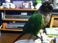 [Conure][ウロコインコ]