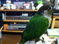 [Conure][ウロコインコ]