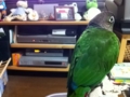 [Conure][ウロコインコ]