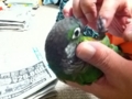[Conure][ウロコインコ]
