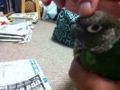 [Conure][ウロコインコ]