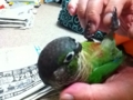 [Conure][ウロコインコ]