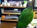 [Conure][ウロコインコ]