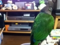 [Conure][ウロコインコ]