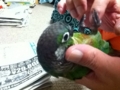 [Conure][ウロコインコ]