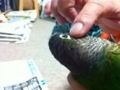 [Conure][ウロコインコ]