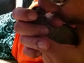 [Conure][ウロコインコ]
