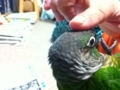 [Conure][ウロコインコ]
