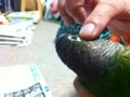 [Conure][ウロコインコ]