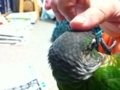 [Conure][ウロコインコ]