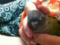 [Conure][ウロコインコ]