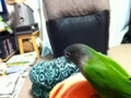 [Conure][ウロコインコ]