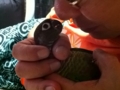 [Conure][ウロコインコ]