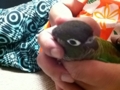 [Conure][ウロコインコ]