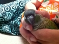 [Conure][ウロコインコ]