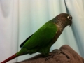 [Conure][ウロコインコ]