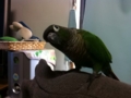 [Conure][ウロコインコ]