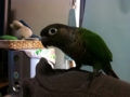 [Conure][ウロコインコ]