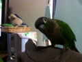 [Conure][ウロコインコ]