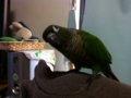 [Conure][ウロコインコ]