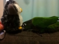[Conure][ウロコインコ]