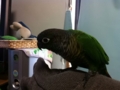 [Conure][ウロコインコ]