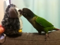 [Conure][ウロコインコ]
